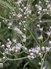 Eupatorium