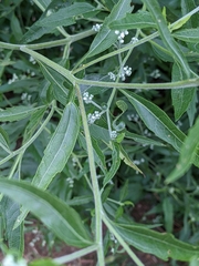 Eupatorium