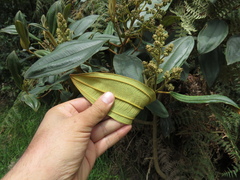 Miconia biappendiculata