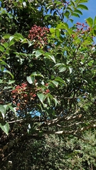 Tetradium ruticarpum