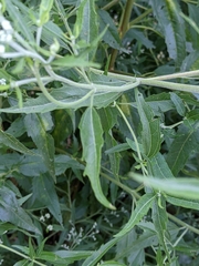 Eupatorium