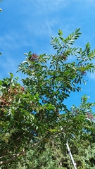 Tetradium ruticarpum