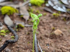 Pterostylis mutica