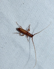 Hypexilis pallida