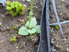 Pterostylis mutica