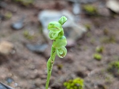 Pterostylis mutica