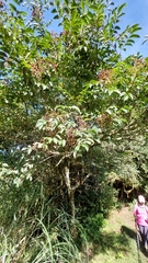 Tetradium ruticarpum