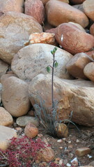 Albuca spiralis