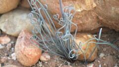 Albuca spiralis