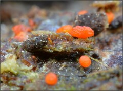 Willkommlangea reticulata