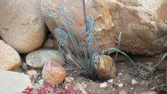 Albuca spiralis