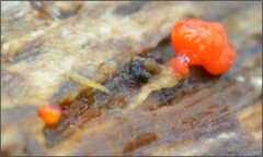 Willkommlangea reticulata