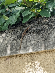 Podarcis muralis