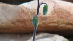 Albuca spiralis