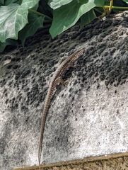Podarcis muralis