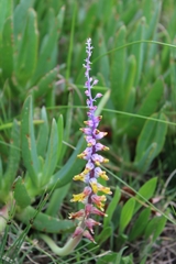 Lachenalia mutabilis