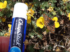 Euphydryas editha nubigena