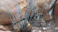 Albuca spiralis