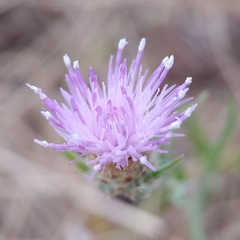 Centaurea aspera