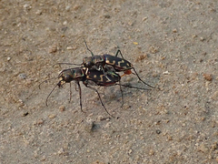 Cicindela haemorrhagica