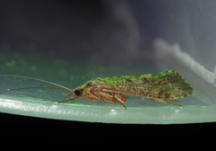 Trichoptera