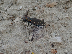 Cicindela oregona oregona