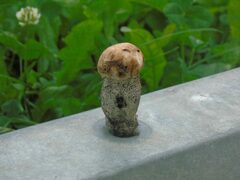 Leccinum percandidum