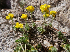 Draba lemmonii