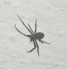 Araneae