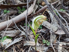 Pterostylis erythroconcha