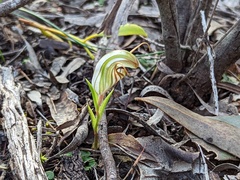 Pterostylis erythroconcha
