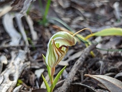 Pterostylis erythroconcha