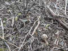 Pterostylis erythroconcha