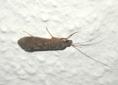 Trichoptera