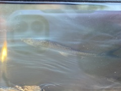 Squaliobarbus curriculus