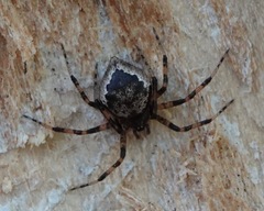 Euryopis funebris