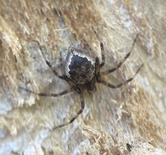 Euryopis funebris