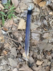 Urocissa erythroryncha