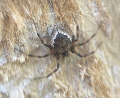 Euryopis funebris