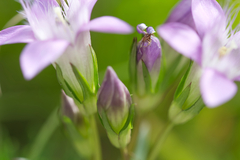 Gentianella austriaca