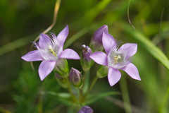 Gentianella austriaca