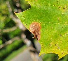 Ectoedemia platanella