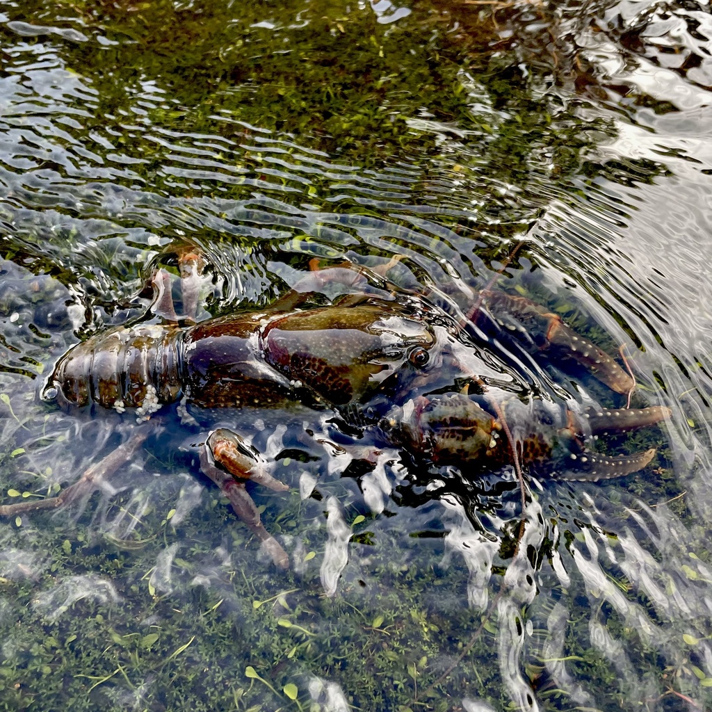 Astacopsis tricornis