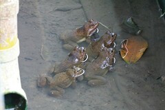 Limnonectes megastomias