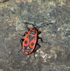 Pyrrhocoris apterus