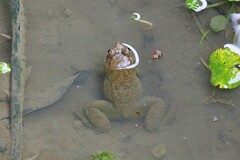 Limnonectes megastomias