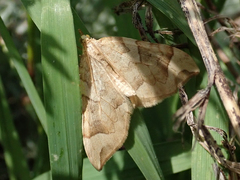 Eulithis propulsata