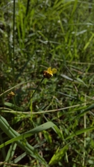 Xyris formosana