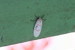 Cyana bellissima