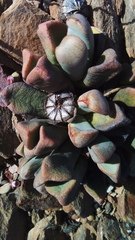 Pleiospilos compactus